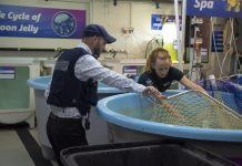 Protected lungfish get room to breathe at new aquarium home