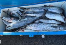 Too many mackerel add up to hefty fine