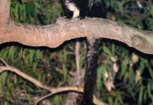 Sniffing out gliders for conservation