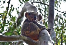 $25,000 boost for koalas