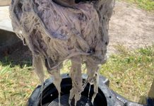 Wet wipes have poo-tential to cause blockages