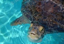 Green turtle rescued from crab pot