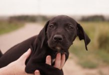 Calls to save pets as surrender rates soar