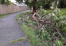 Storms impact Council’s tree clean up