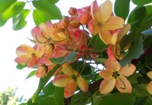 Feast your senses at the Botanic Gardens