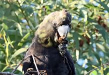 Count down for the vulnerable