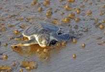 Turtle hatchling succumbs to plastic poisoning