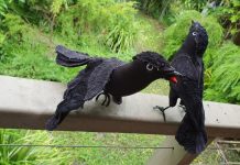 What’s in your garden?