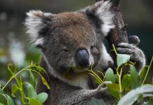Carbon offset raises funds for koalas