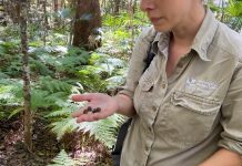 Drones and dogs team up for koala conservation