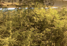 Drug arrests on Black Mountain