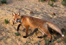 Coastal fox control program begins