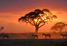 Safari with Cooroy-based African travel expert