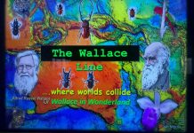 The Wallace Line