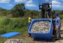 Oyster go ahead confirmed