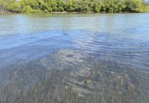 Seagrass is disappearing