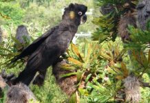 Playford talks on Noosa matters