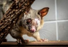 Wildlife shot with air rifle pellets make full recovery