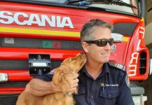 High tea for the hounds