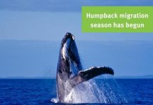 The whales are coming