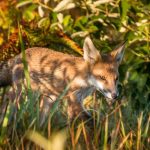 fox_281211_01.jpg