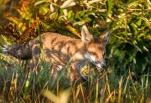 European red fox a century on
