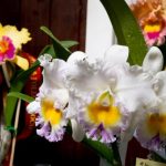 orchids_280288_02.jpg