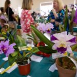 orchids_280288_03.jpg