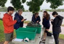 Oyster baskets show early signs of success