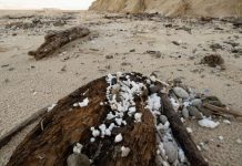 Vacuum plan for beach polystyrene clean up
