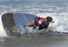 Amnesty offers free dog registration during May