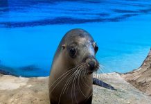 Seal surprised with birthday cake