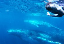 First of 40,000 whales arrive off the Sunshine Coast