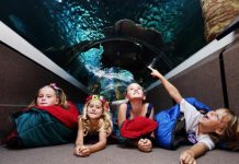 Sleep with the sharks