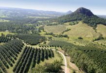 Have your say on Council’s Tree Management Policy