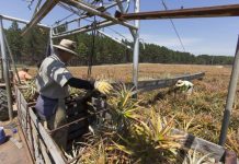 Noosa welcomes Sunshine Coast Biosphere designation