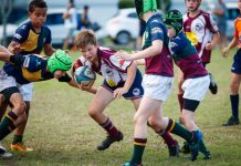 Dolphins welcome Wallabies