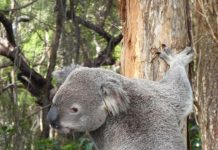 Michael Gloster shares the story of Yurol Ringtail project