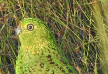 Learn about the eastern ground parrot