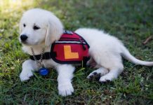 Smart pups need help for their home