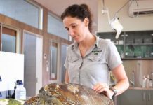 Shell melting disease hits green turtles