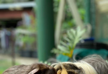 Little lives need help