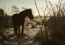 Hendra virus detected in Mackay
