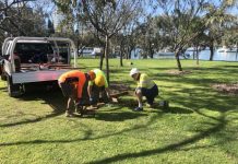 Mooloolaba’s ospreys join in the reno-craze