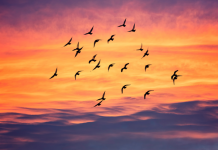 Carnage on the flyway