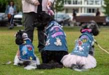 Pampered pooches parade for PTSD
