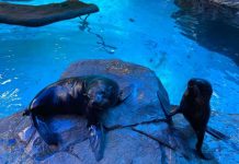 These two get the seal of approval