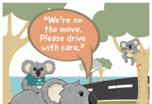 Koalas campaign to curb vehicle strikes