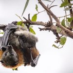 bats_204655_03.jpg