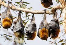 Funds for flying foxes